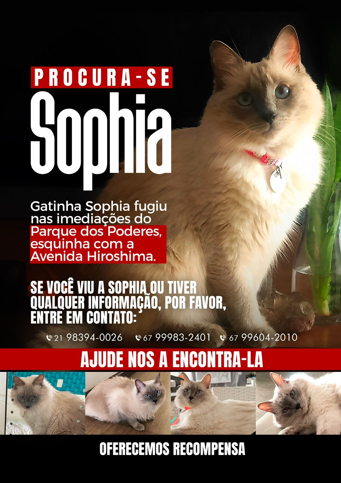 Você viu a Sophia? Dona procura por gatinha que sumiu perto do Parque dos Poderes