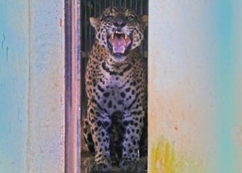 Onça que matou caseiro está ‘bem’ e será transferida em breve