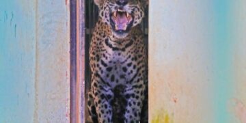 Onça que matou caseiro está ‘bem’ e será transferida em breve