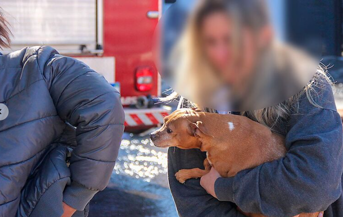 Cachorrinha é resgatada durante incêndio em casa no Bairro Nossa Senhora das Graças, em Campo Grande