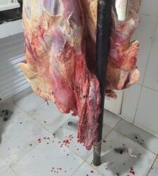 Açougue vendia carne de animais doentes e sem higiene; dois são presos em Selvíria