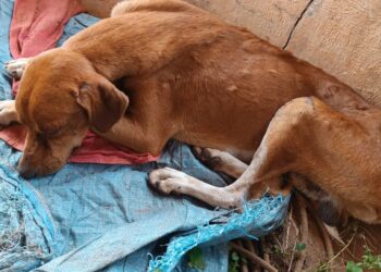 Homem é preso em flagrante por maus-tratos a cachorro em Santa Rita do Pardo