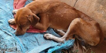 Homem é preso em flagrante por maus-tratos a cachorro em Santa Rita do Pardo