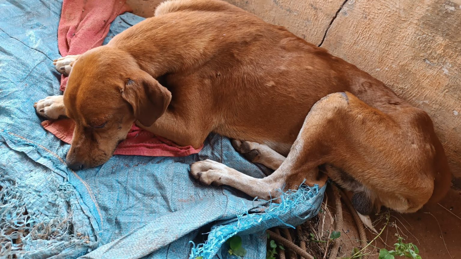 Homem é preso em flagrante por maus-tratos a cachorro em Santa Rita do Pardo