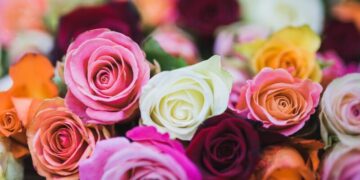 Flores ganham destaque no Dia das Mães e impulsionam setor varejista em MS