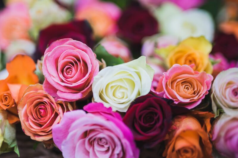 Flores ganham destaque no Dia das Mães e impulsionam setor varejista em MS