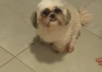 Ajude a Bonie a voltar para casa: cadelinha desaparecida é procurada pela tutora com amor e esperança 