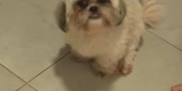 Ajude a Bonie a voltar para casa: cadelinha desaparecida é procurada pela tutora com amor e esperança 