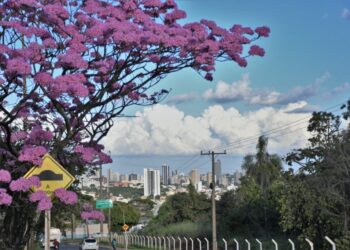 Campo Grande sediará Oficina Regional para construção do Plano Nacional de Arborização Urbana