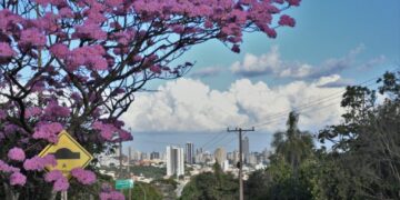 Campo Grande sediará Oficina Regional para construção do Plano Nacional de Arborização Urbana