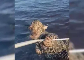 Vídeo: Filhote de onça é salvo no Pantanal e derrete a internet: “Ele voltou pra mamãe!”