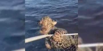 Vídeo: Filhote de onça é salvo no Pantanal e derrete a internet: “Ele voltou pra mamãe!”