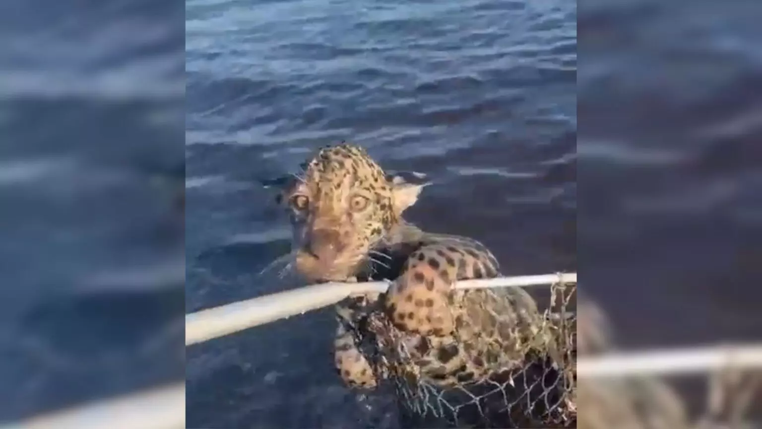 Vídeo: Filhote de onça é salvo no Pantanal e derrete a internet: “Ele voltou pra mamãe!”