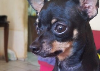 Vivendo luto recente, família procura Mollie, pinscher que sumiu na região do Coophavila