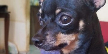 Vivendo luto recente, família procura Mollie, pinscher que sumiu na região do Coophavila