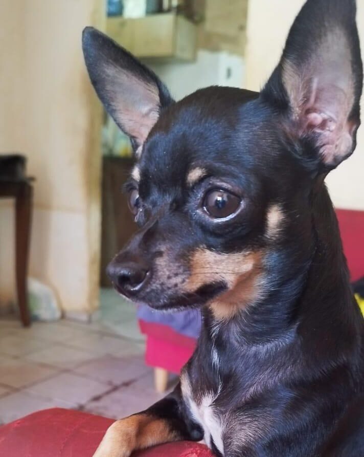 Vivendo luto recente, família procura Mollie, pinscher que sumiu na região do Coophavila