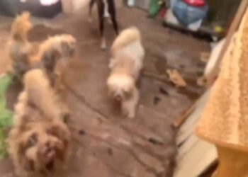 Video: servidora e irmã do prefeito de Dourados é presa por maus-tratos a cães Video: servidora e irmã do prefeito de Dourados é presa por maus-tratos a cães