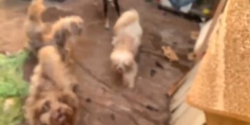 Video: servidora e irmã do prefeito de Dourados é presa por maus-tratos a cães