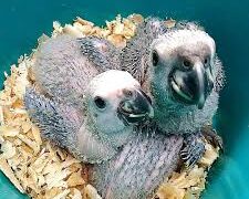 Homem é condenado a pagar R$ 141 mil por manter filhotes de papagaio em cativeiro em MS