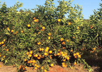 Com expansão da citricultura, proibição da murta vai virar lei em Campo Grande