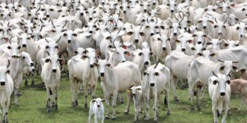 Livre de aftosa sem vacina: status histórico é mais uma ferramenta de MS para ampliar mercados na Ásia