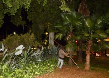 Prefeitura avança na preservação das figueiras com nova fase de manejo