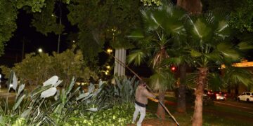 Prefeitura avança na preservação das figueiras com nova fase de manejo
