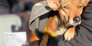 Caravana da Castração avança em MS com mais de 1 mil atendimentos nos primeiros municípios do programa