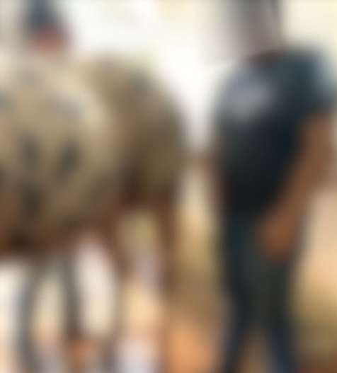 Empresários que obrigaram adolescentes a molestar cavalo são indiciados por estupro em MS