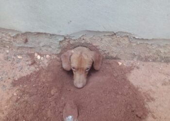 Bombeiros resgatam cão entalado em cano de casa em MS