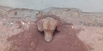 Bombeiros resgatam cão entalado em cano de casa em MS