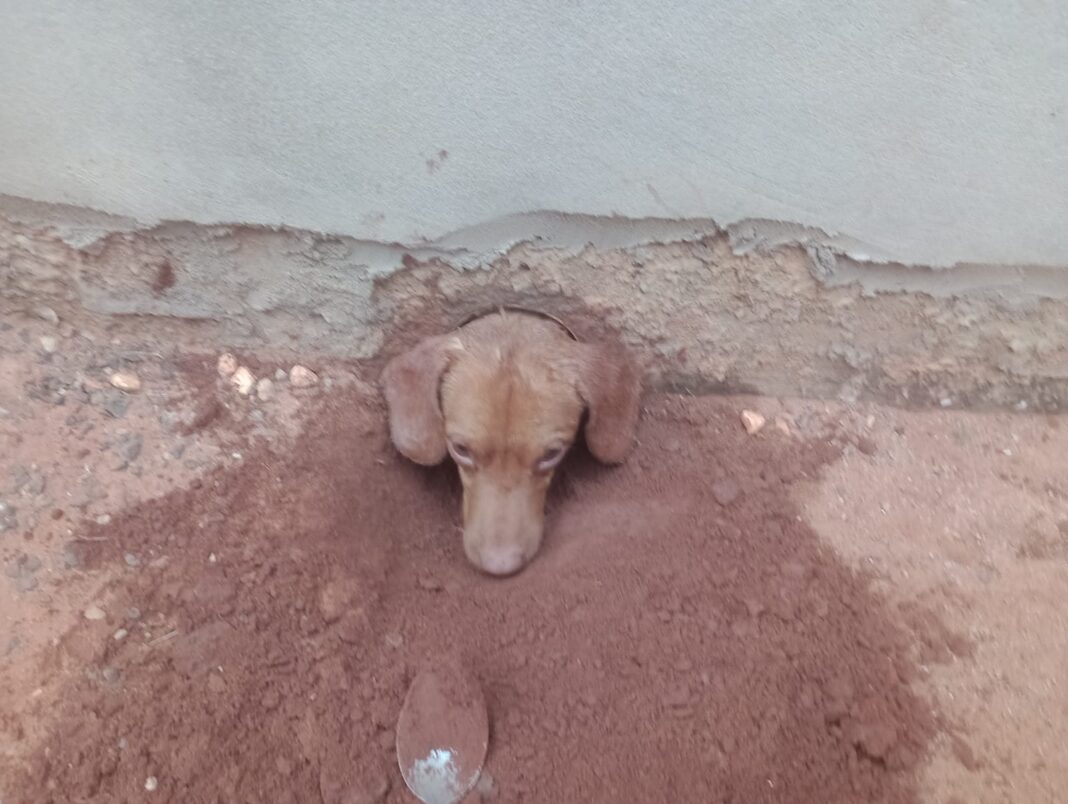 Bombeiros resgatam cão entalado em cano de casa em MS