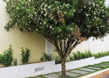 Campo Grande acompanha Lei Estadual e proíbe plantio, comércio e transporte de murta no município