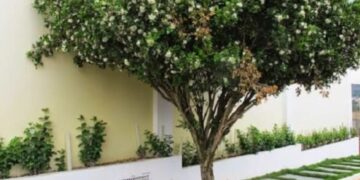 Campo Grande acompanha Lei Estadual e proíbe plantio, comércio e transporte de murta no município