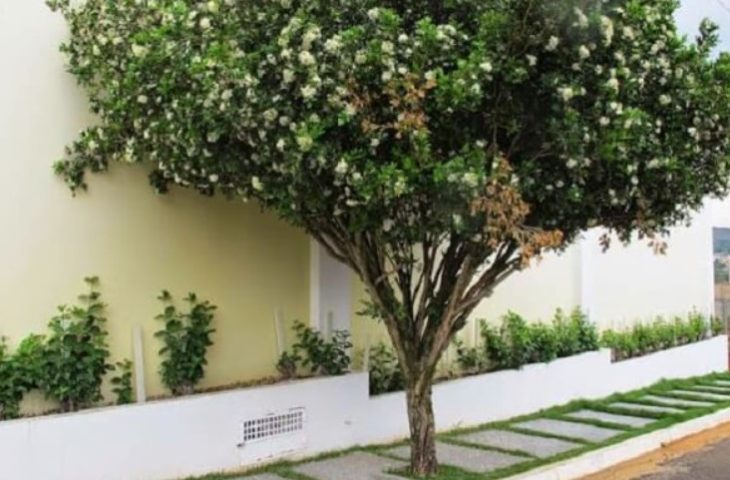 Campo Grande acompanha Lei Estadual e proíbe plantio, comércio e transporte de murta no município