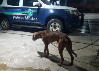 Idoso é preso em Caarapó após agredir esposa e ser flagrado em ato de abuso contra animal