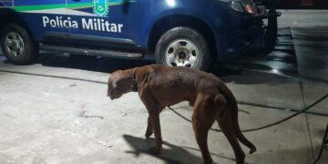 Idoso é preso em Caarapó após agredir esposa e ser flagrado em ato de abuso contra animal