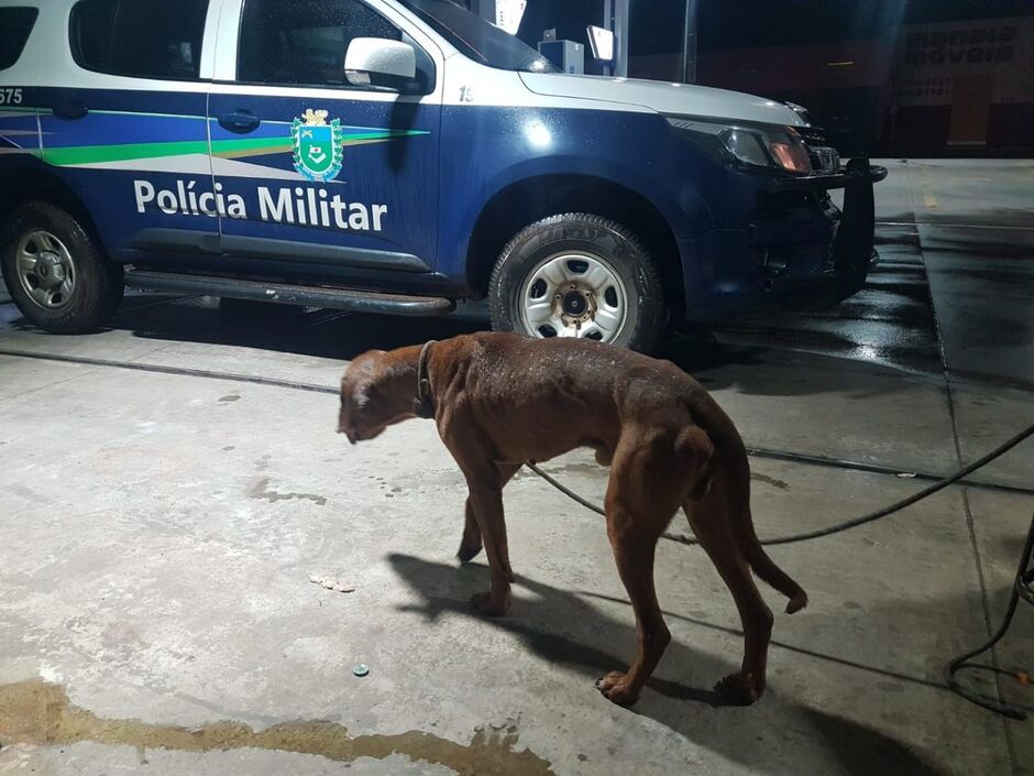 Idoso é preso em Caarapó após agredir esposa e ser flagrado em ato de abuso contra animal