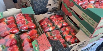 Preço do morango cai após alta impulsionada pela ‘febre’ do amor