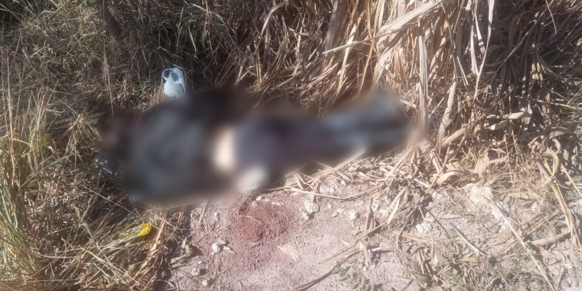 Mulher é encontrada morta com sinais de tortura em área de mata em Corumbá