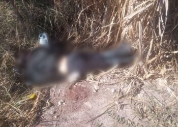 Mulher é encontrada morta com sinais de tortura em área de mata em Corumbá
