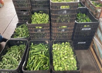 Mamão, quiabo, batata: saiba o que ficou mais barato na última semana de julho na Ceasa-MS Mamão, quiabo, batata: saiba o que ficou mais barato na última semana de julho na Ceasa-MS