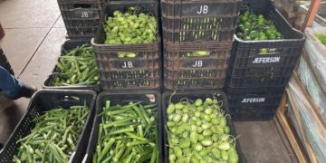 Mamão, quiabo, batata: saiba o que ficou mais barato na última semana de julho na Ceasa-MS