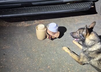 Cão Hulk detecta droga e polícia apreende adolescente com pasta base na rodoviária