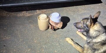 Cão Hulk detecta droga e polícia apreende adolescente com pasta base na rodoviária