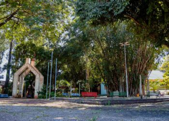 Av. Ernesto Geisel será interditada para remoção de árvores do Horto Av. Ernesto Geisel será interditada para remoção de árvores do Horto