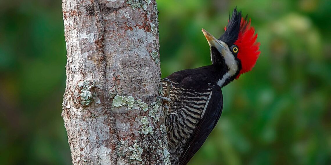 Campo Grande se une ao mundo para observar aves no Global Big Day