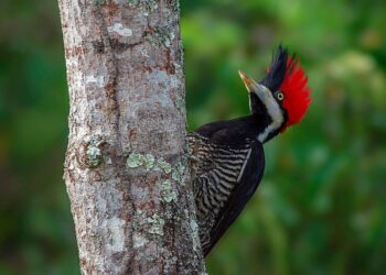 Campo Grande se une ao mundo para observar aves no Global Big Day
