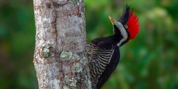 Campo Grande se une ao mundo para observar aves no Global Big Day