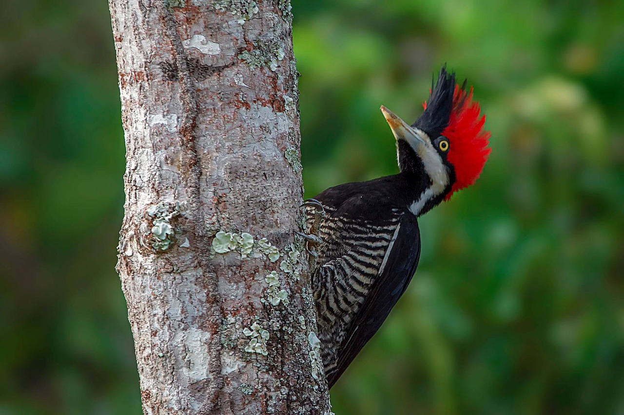 Campo Grande se une ao mundo para observar aves no Global Big Day